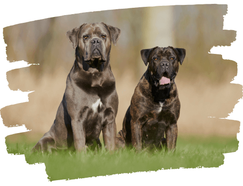 Cane Corso