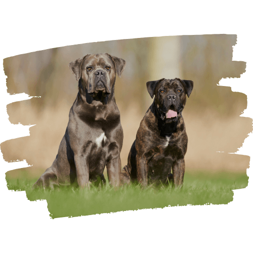 Cane-Corso-1