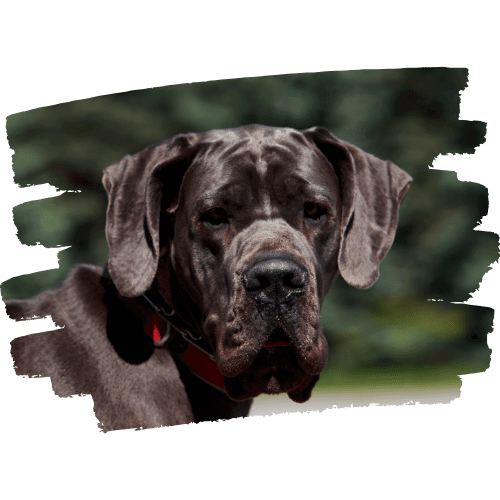 Cane Corso 4 Cane-Corso-2