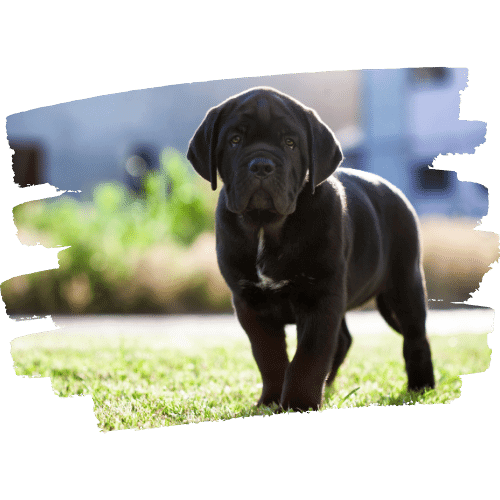 Cane Corso 5 Cane-Corso-Welpe