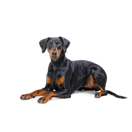 Dobermann