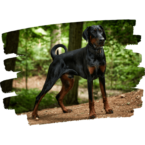 Dobermann -2 Dobermann