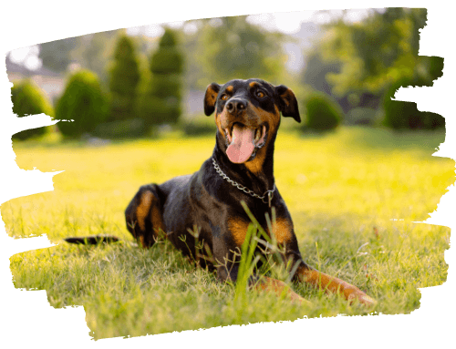 Dobermann