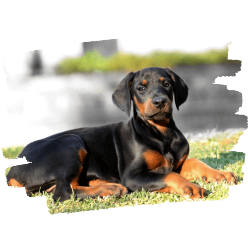 Dobermann