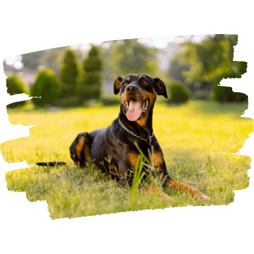 Dobermann