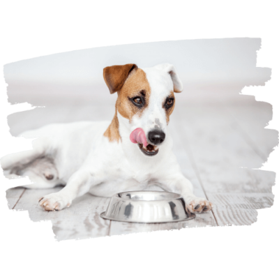Hundefuttertest