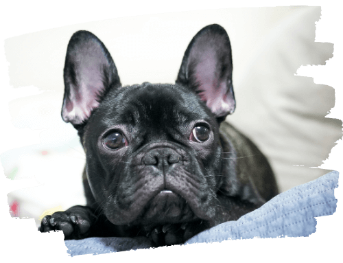 Französische Bulldogge