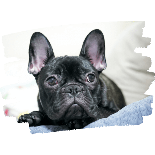 Franzoesische Bulldogge