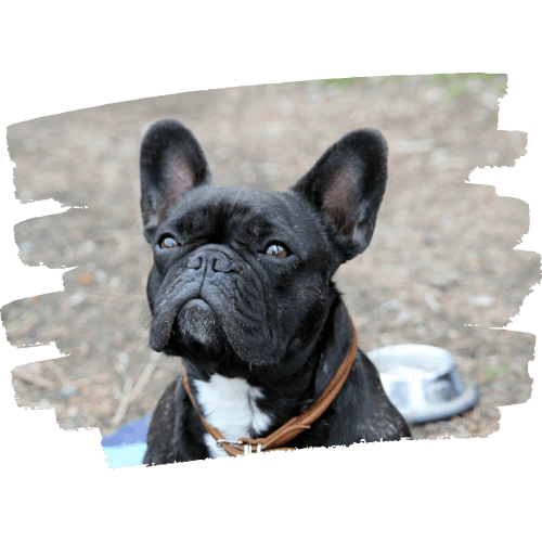 Franzoesische Bulldogge