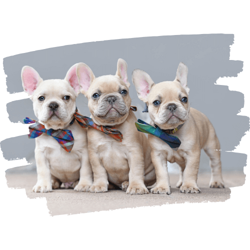 Französische Bulldogge 4 Franzoesische Bulldogge Welpen