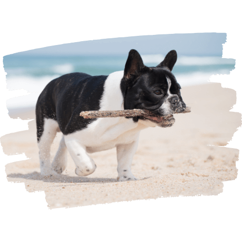 franzoesische-bulldogge Franzoesische Bulldogge